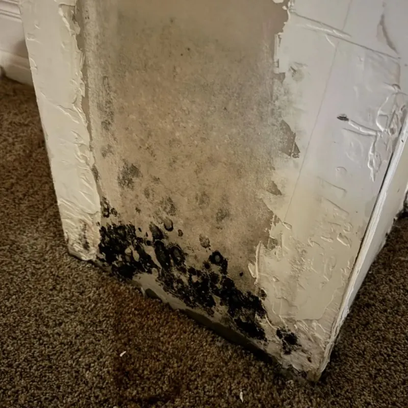 Professional Mold Removal in King George County, VA